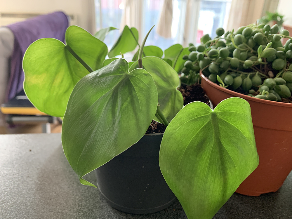 A photo of my Heartleaf philodendron