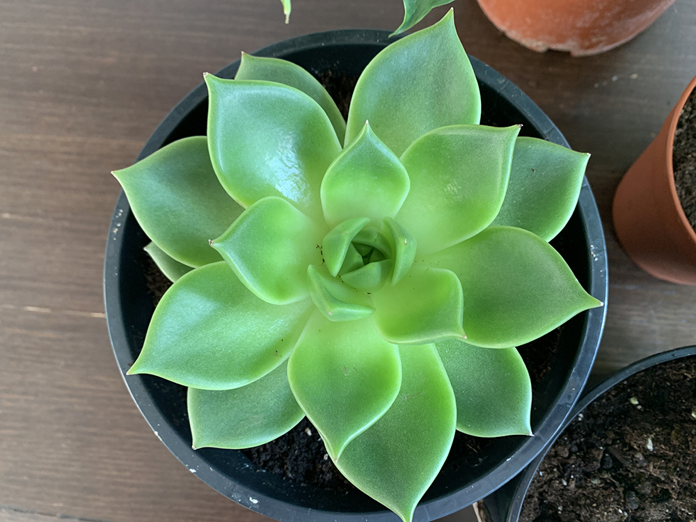 A photo of my Mexican Snowball indoor plant
