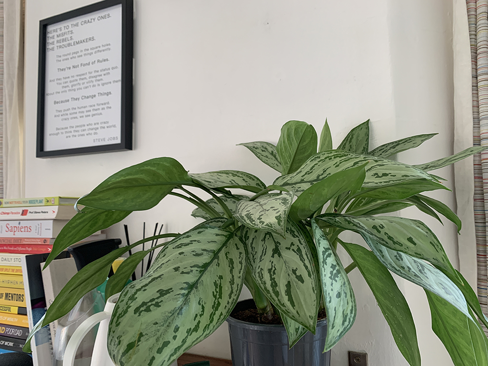 A photo of my Aglaonema Silver Queen