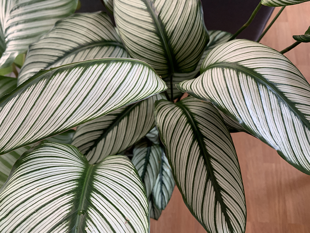 A photo of my Calathea White Star indoor plant
