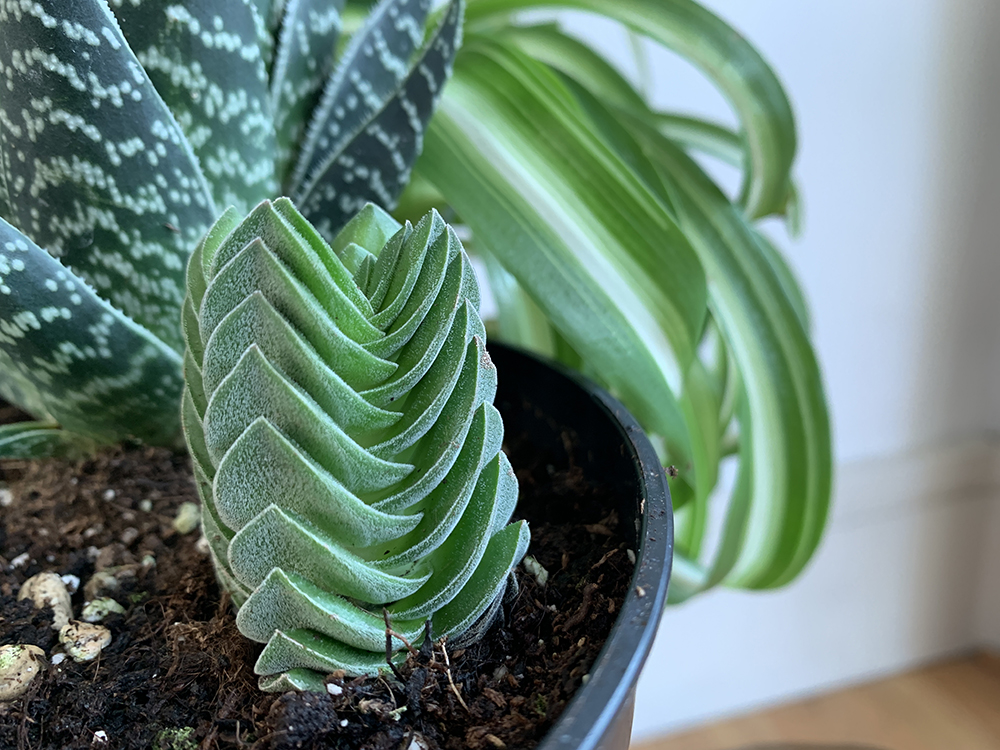 A front view of my Crassula "Buddha's Temple"