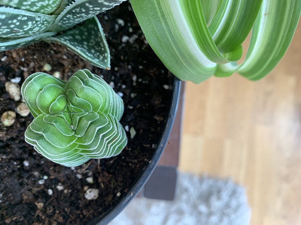 A photo of my Crassula "Buddha's Temple" in bird's eyeview